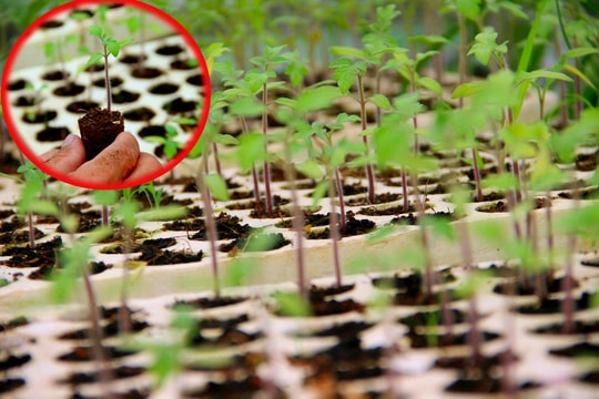 Thành phố Vinh xây dựng trên 50 ha rau an toàn theo hướng VietGAP 