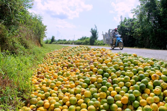 Đặc sản cam Vinh rụng 'chưa từng thấy'