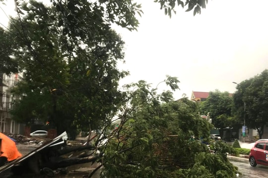 Thành phố Vinh nhiều cây đổ do mưa bão số 5