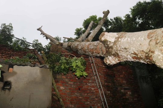 Người dân Thanh Chương khắc phục thiệt hại sau bão số 5