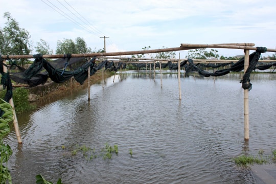 Vùng rau nổi tiếng của Thành phố Vinh bị xóa sổ sau mưa lớn 