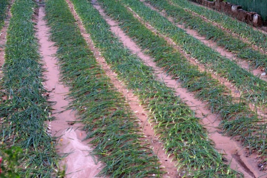 Vựa rau lớn nhất Nghệ An thiệt hại nặng nề do mưa lớn