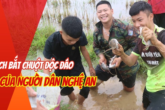 Cách bắt chuột đồng độc đáo của người dân quê lúa