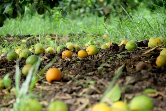 Làm thế nào để hạn chế bệnh rụng quả trên cam?