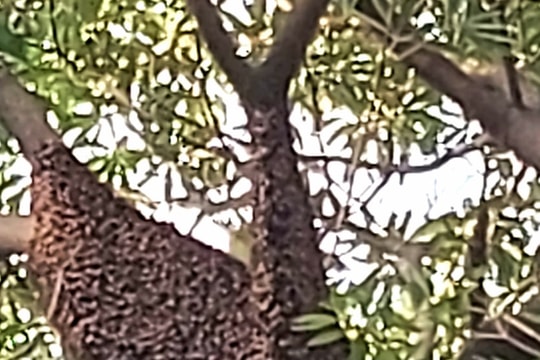 Khẩn trương xử lý tổ ong 'khủng' ở Trường Tiểu học Quang Trung