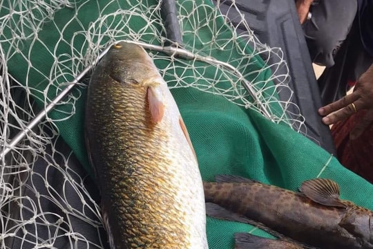 Cần thủ xứ Nghệ câu được con cá nghi là sủ vàng nặng 5kg