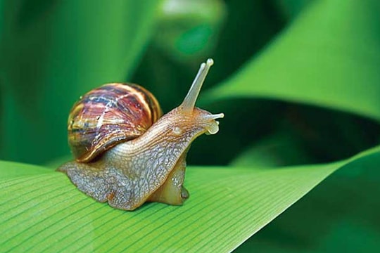 Loài ốc thảm họa, ám ảnh nhiều người được lùng mua giá đắt gấp đôi thịt bò