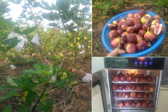 Nông dân Nghĩa Đàn trồng thử nghiệm thành công cây sung Mỹ  