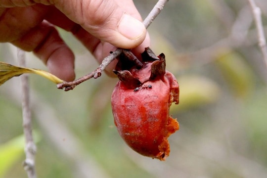 Vựa hồng ngon nhất Nghệ An mất mùa