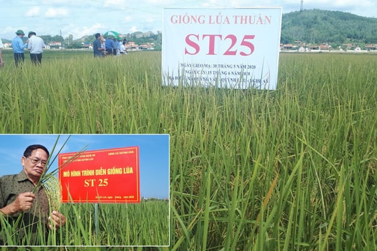Giống lúa gạo ngon nhất thế giới đã được trồng ở Nghệ An