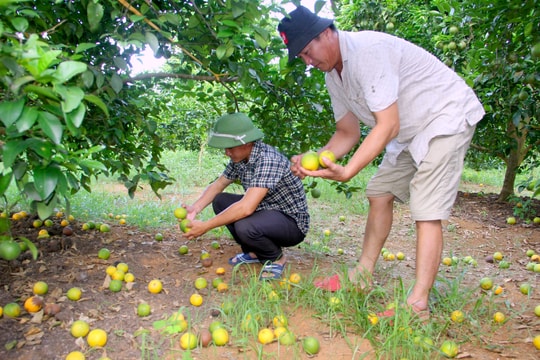 Làm gì để hạn chế cam Vinh rụng quả hàng loạt sau mưa?