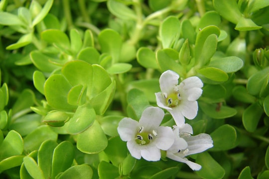 Việt Nam có 10 loại rau rừng mọc dại giá 'đắt cắt cổ', có tiền chưa chắc đã mua được