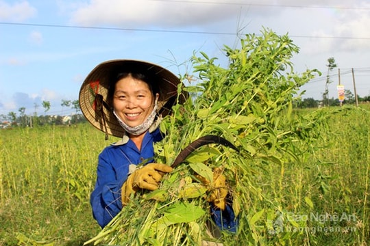 Hội thảo Việt Nam - Hàn Quốc về cây vừng 