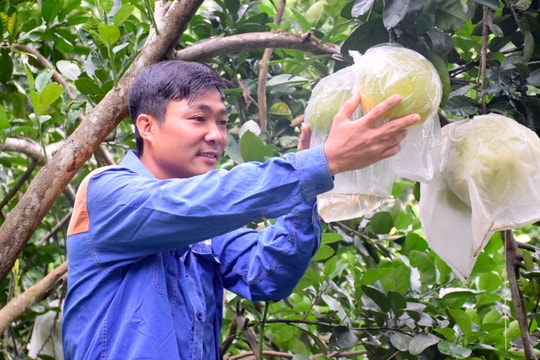 Thanh niên Nghệ An gác bằng đại học vào rừng làm giàu từ trang trại