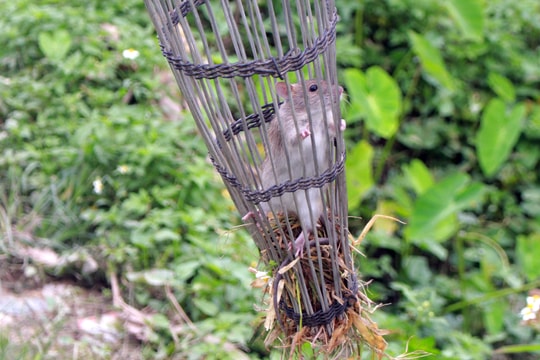 Độc đáo cách dùng bẫy săn chuột đồng của nông dân Nghệ An