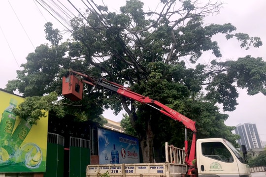 TP.Vinh cắt tỉa gần 3.000 cây xanh ứng phó với bão số 7