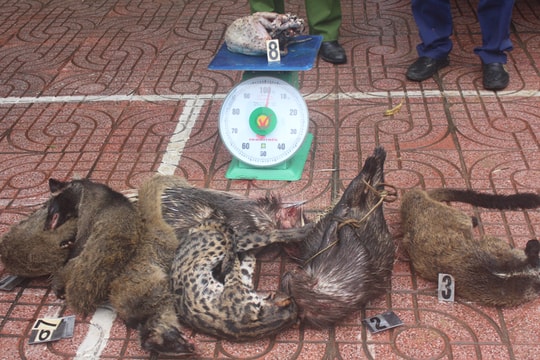 Gần nửa tạ nhím, cầy hương, mèo rừng đã chết trên xe bán tải