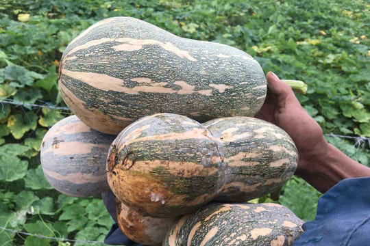 Sản xuất vụ Đông ở Đô Lương: Làm khó, thu nhập khá