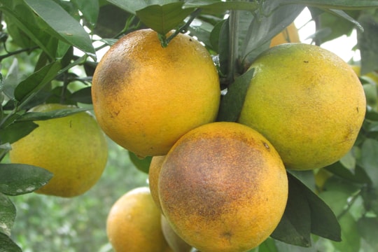 Cam, trứng gà Tân Kỳ được công nhận đạt chuẩn 3 sao OCOP