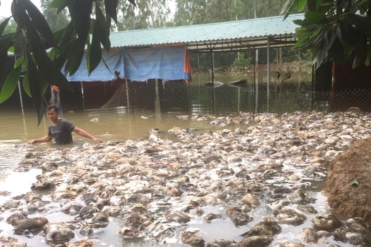 Nhiều 'tỷ phú chân đất' ở Nghệ An trắng tay sau một đêm do lũ dữ