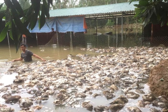Nam thanh niên Thanh Chương mất trắng vì trại gà ngập lũ được Thủy Tiên - Công Vinh hỗ trợ 115 triệu đồng