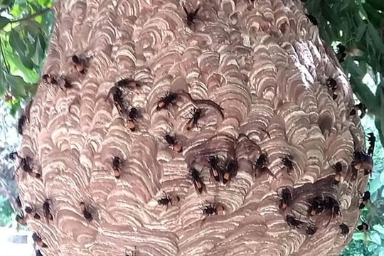 Gần 20 học sinh ở Nghệ An bị ong đốt