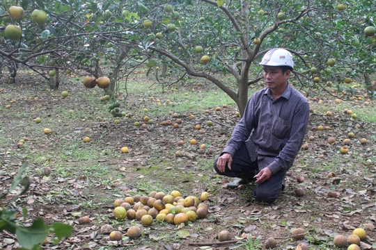 Đặc sản cam Nghệ An rụng hàng loạt sau mưa lũ
