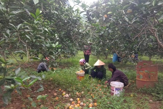 Nghệ An: Người trồng cam xót xa nhặt hàng chục tấn quả rụng đổ đi