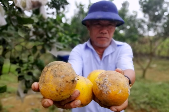 Nông dân Nghệ An 'khóc ròng' vì giống cam tiến vua rụng quả hàng loạt sau mưa lũ
