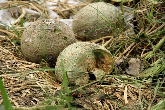 Nghệ An: Xót xa dưa lưới công nghệ cao bị hư thối hàng loạt sau trận lụt lịch sử