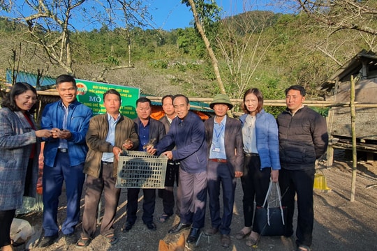 Bà con Kỳ Sơn được hỗ trợ hàng nghìn con giống gà đen địa phương