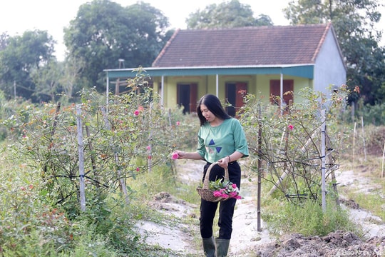 Cô gái xứ Nghệ thu hàng trăm triệu đồng/năm từ vườn hồng cổ