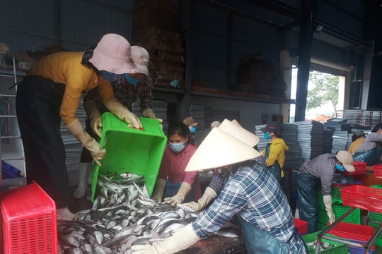 Nghệ An: Tàu thuyền nằm bờ tránh bão, hải sản tăng giá mạnh