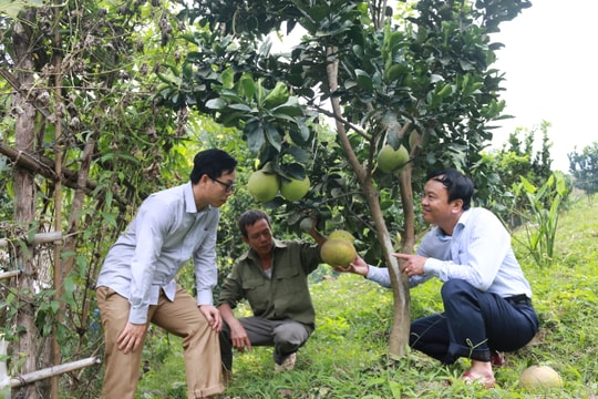 Nhân rộng phong trào nông dân sản xuất, kinh doanh giỏi ở Tương Dương