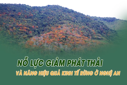 Nỗ lực giảm phát thải và nâng hiệu quả kinh tế rừng ở Nghệ An