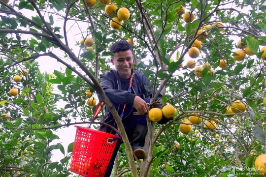 Yên Thành (Nghệ An) nâng cao giá trị nông sản tiêu biểu 