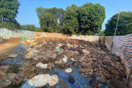 Người dân bức xúc vì điểm thu mua mủ cao su gây mùi hôi thối ở Nghĩa Đàn