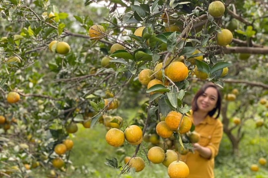 Nghệ An có trang trại cam Vinh đạt tiêu chuẩn xuất khẩu toàn cầu