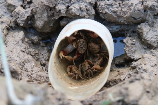 Độc chiêu 'săn' cáy bằng ruốc hôi và cám lợn ở Nghệ An