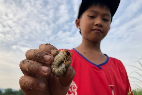 Đào 'con đáng sợ' thu tiền triệu