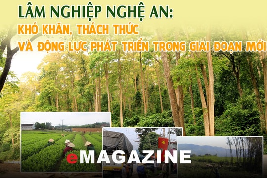 Lâm nghiệp Nghệ An: Khó khăn, thách thức và động lực phát triển trong giai đoạn mới