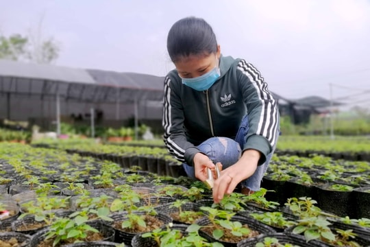 Giá giống tăng cao đột biến, người trồng hoa Nghệ An gặp khó vụ Tết