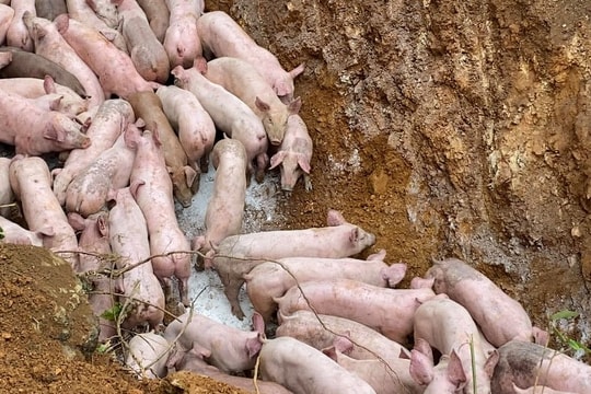 Cả trăm con lợn bệnh bị vứt bỏ ở khu vực giáp ranh Nghệ An - Thanh Hóa
