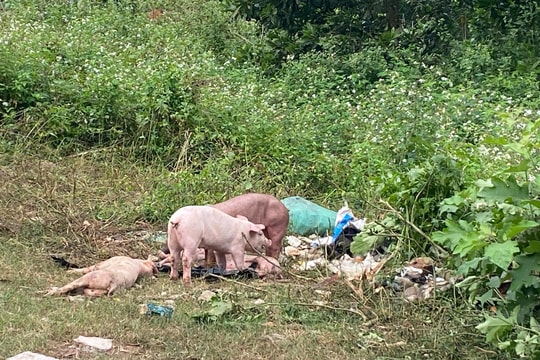 Truy tìm người vứt trộm đàn lợn trăm con ở khu vực giáp ranh Nghệ An-Thanh Hóa