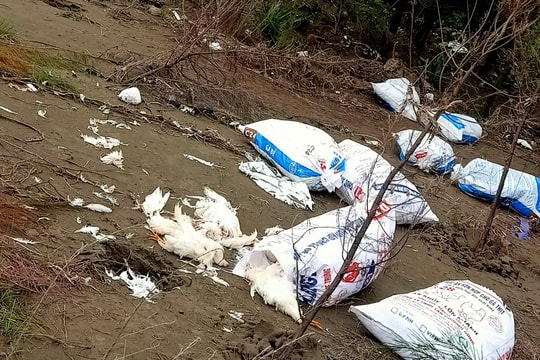 Nghệ An: Hàng chục bao tải gà chết vứt la liệt ven biển