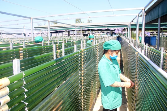 Nghệ An: Ứng dụng KHCN nâng tầm sản phẩm OCOP