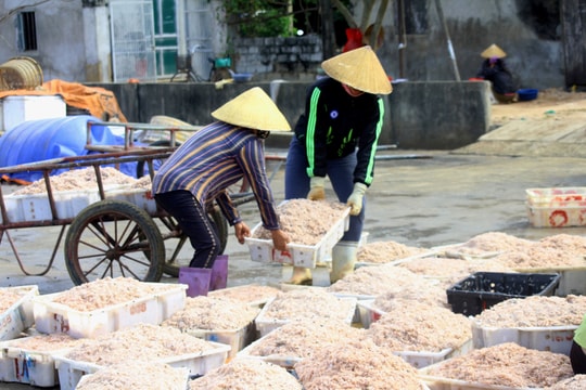 Ngư dân Nghệ An đánh bắt ruốc biển thu tiền triệu mỗi ngày