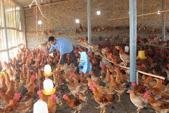 Nông dân Anh Sơn nhân rộng mô hình nuôi gà trên nền đệm lót sinh học