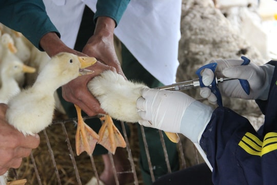 Gà chết vứt ở ven biển Nghệ An dương tính với virus cúm H5N6 nguy hiểm, có thể lây sang người