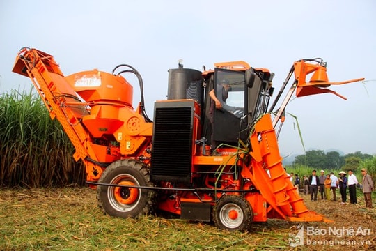 Công ty Cổ phần Mía đường Sông Con thu mua mía với giá cao 